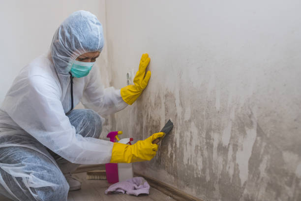 Best Mold Remediation  in Eagar, AZ