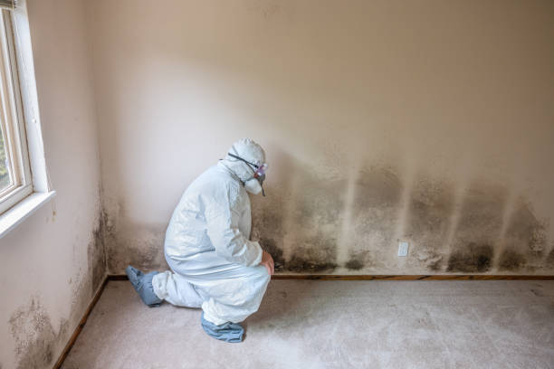 Best Attic Mold Removal  in Eagar, AZ